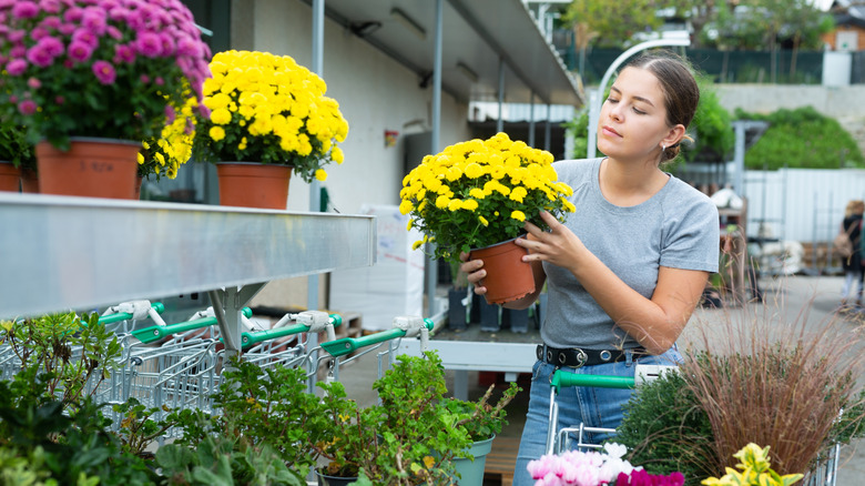 Woman looking at Chrysanthemums in nursery and thinking about buying it.