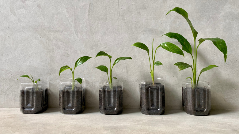 plants in cut plastic bottles