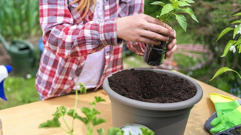 Close-up of a person transplanting a young plant into a plastic pot filled with soil