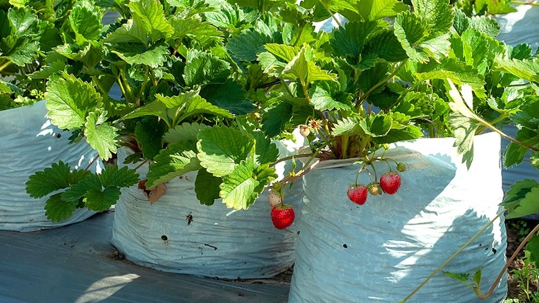 Strawberry plants growing out of folded down white plastic bags