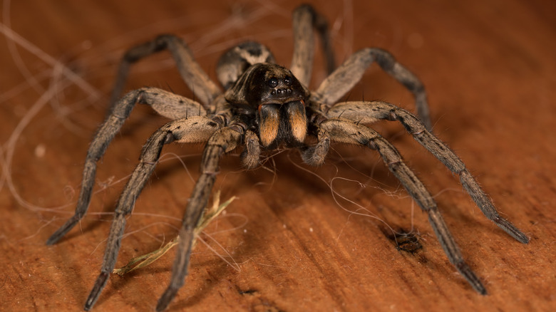 Wolf spider close up