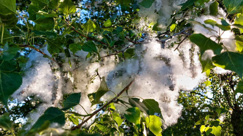 A cottonwood tree, with the camera zoomed in on the giant clumps of cottonwood seeds and the fluff aroun them