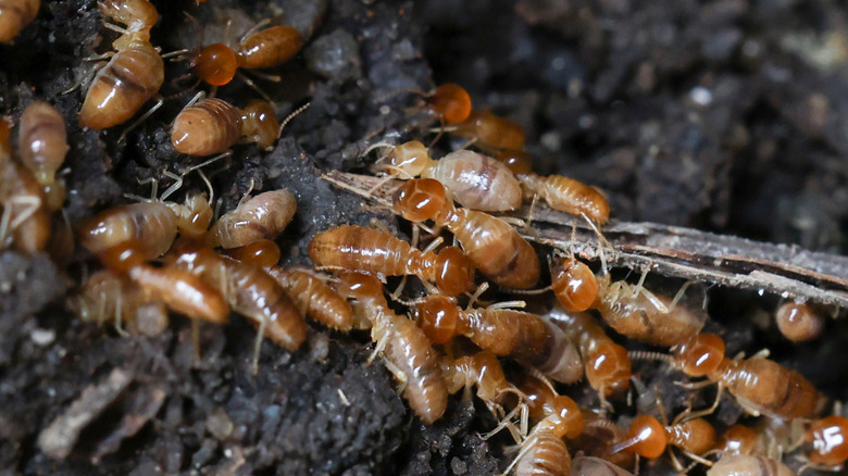 A nest of termites living in damp soil