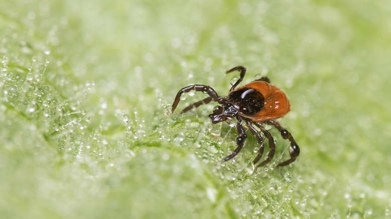 Brown and black tick