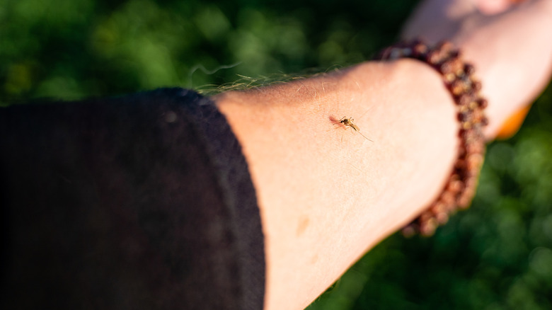 A person with a mosquito on their forearm, between their brown bracelet and black sleeve, in the sun