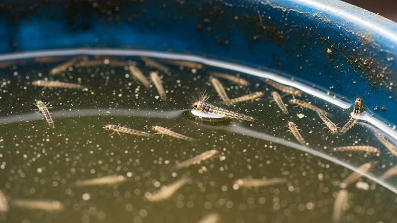 Mosquito larvae floating on the surface of dirty water in a plastic blue bucket