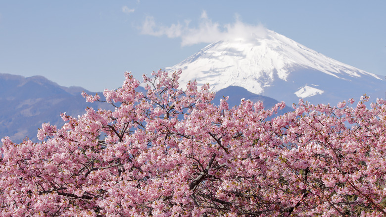 Sakura trees blooming with a snow-capped mountain in the background