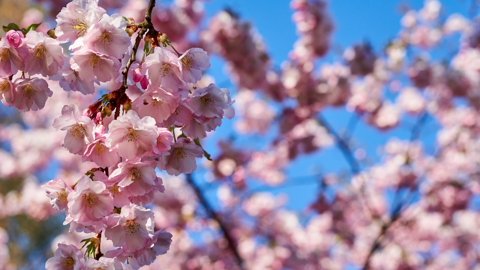 Kwanzan Cherry Blossom Tree - Beautiful, large, bright pink globes