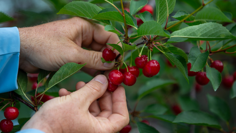 Man picking cherries