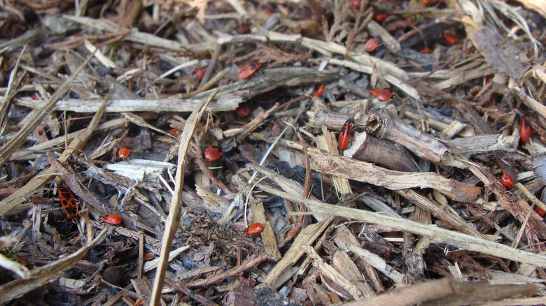 orange Chinch bugs dead wood