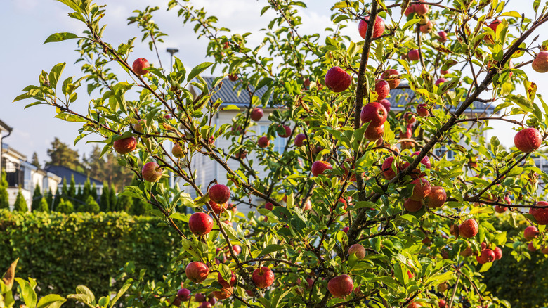 An apple tree laden with red apples