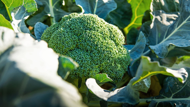 A patch of broccoli plants