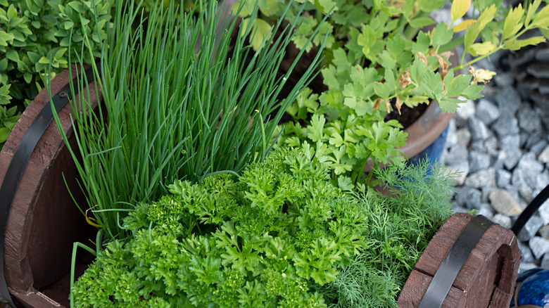 A barrel planter with various herbs, including chives and parsley