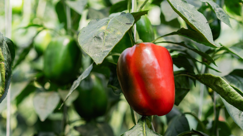A bright red bell pepper hanging from a pepper plant