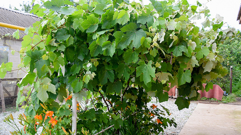 A grape bush growing with colorful companion plants underneath