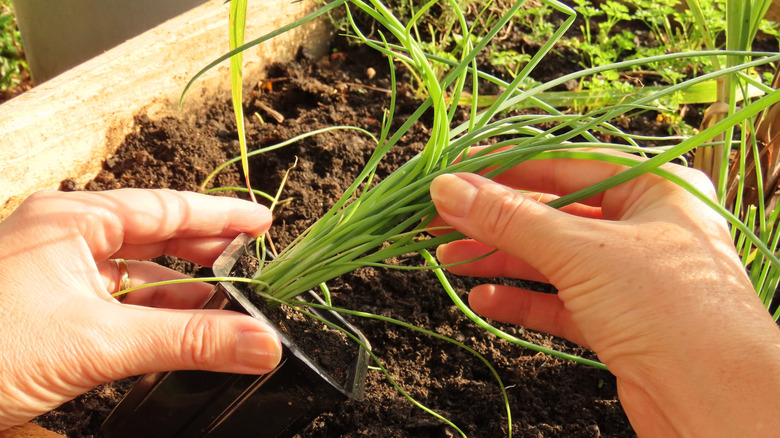 Hands planting chives in a garden