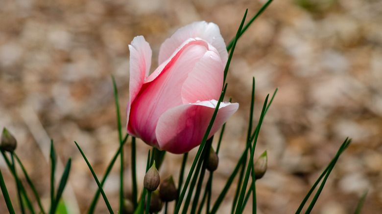 A pink tulip blooming above a clump of chives