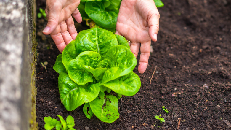 A gardener's hands carefully handling a lettuce
