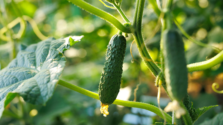 Young cucumbers growing on a plant