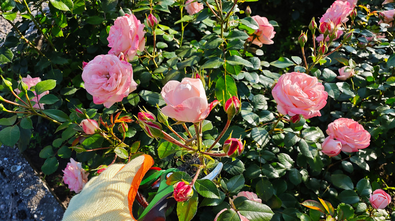 A hand pruning roses in a garden