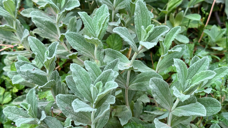 Close-up shot of sage growing in a garden