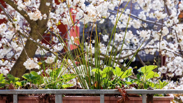 A balcony planter with green chives and strawberry plants