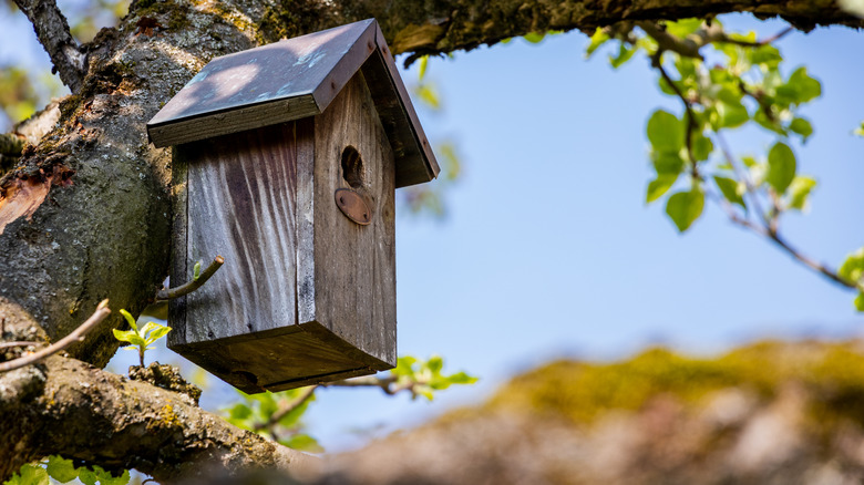 Birdhouse hanging in a tree