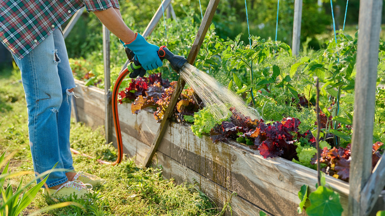 A person watering vegetables in a raised garden bed with hose.