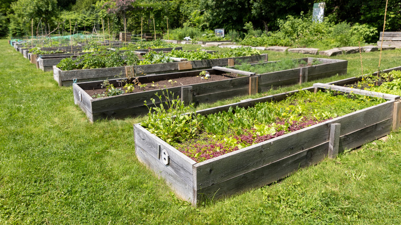 Many raised garden beds built on turfgrass in full sun.