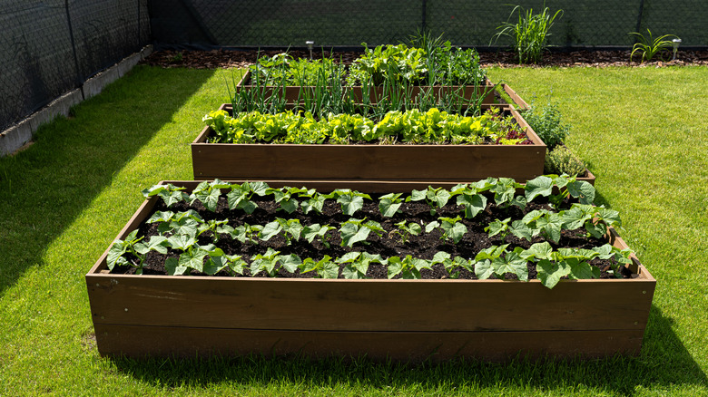 Multiple raised garden beds planted with vegetables in a sunny spot in a backyard.