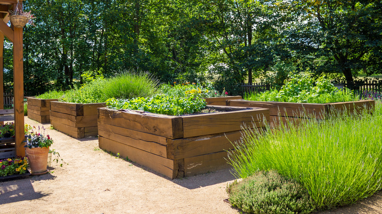 Multiple wooden raised garden beds sit on sandy soil in a backyard.