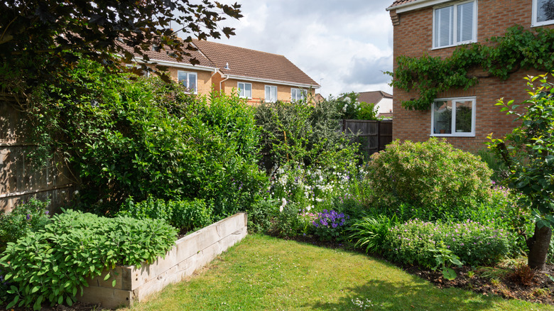 A raised garden bed in a sunny backyard behind a tall house.