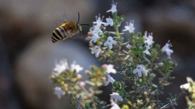 A bee flying towards a thyme plant with white flowers