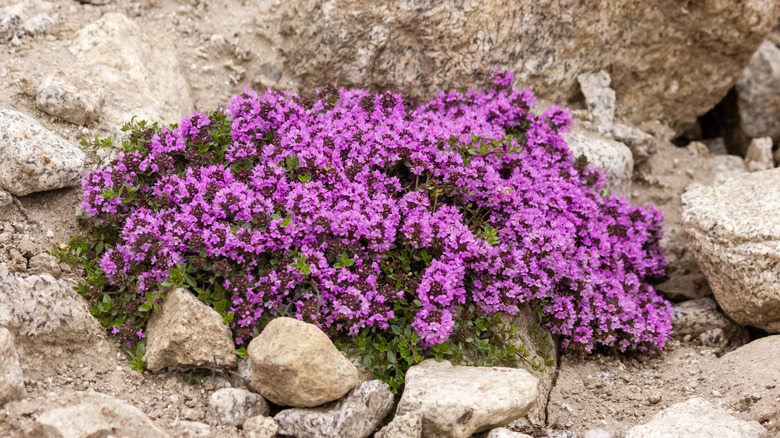 Mother of thyme with purple flowers growing on rocky area