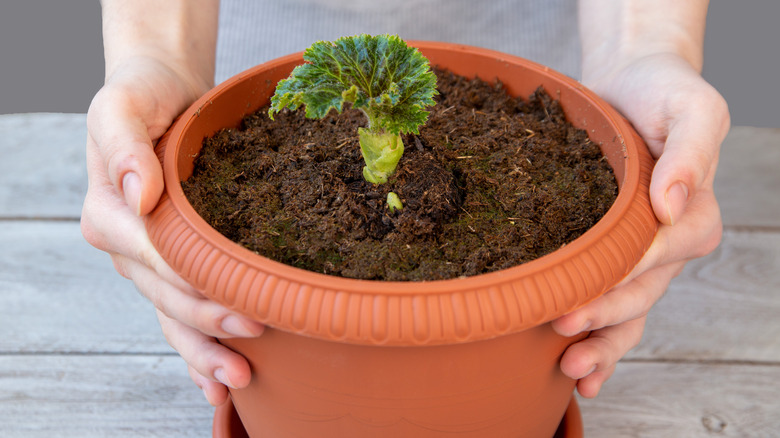 Girl with pot with a young tuberous begonia