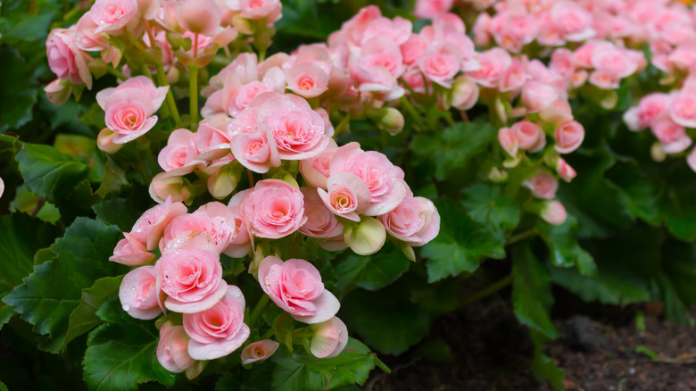 Tuberous begonias in garden
