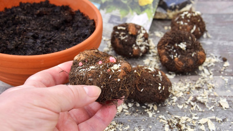 Hand planting new begonia tubers