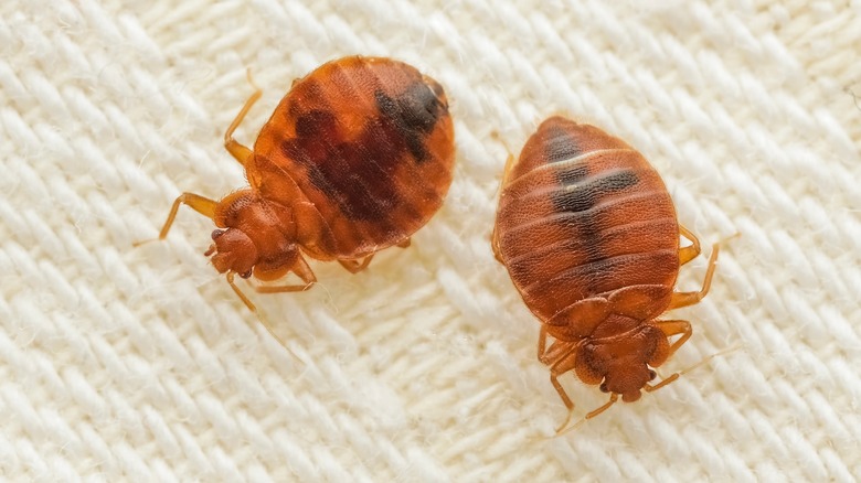 Two bed bugs