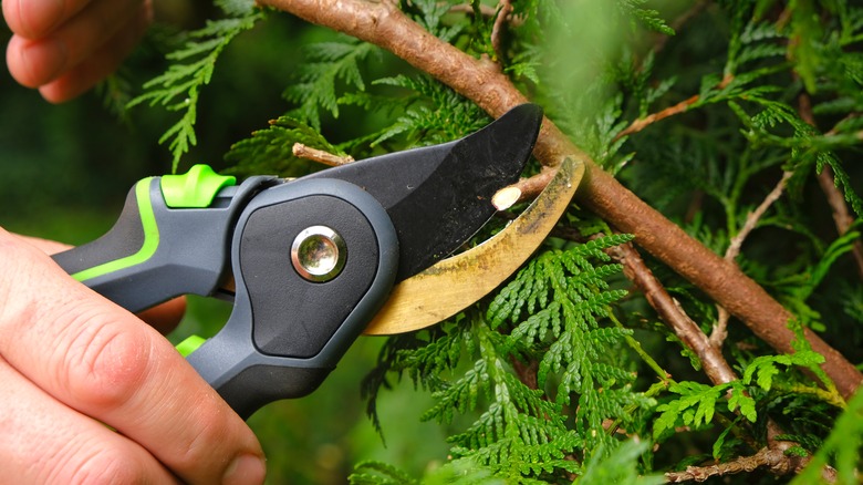 pruning garden plants with shears