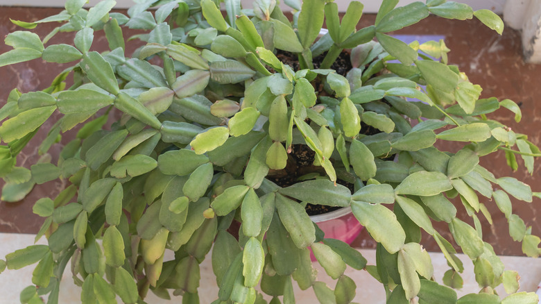 Potted Christmas cactus with no flowers