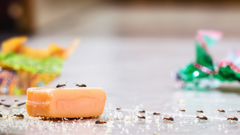 ants crawling on an orange bar with sugar