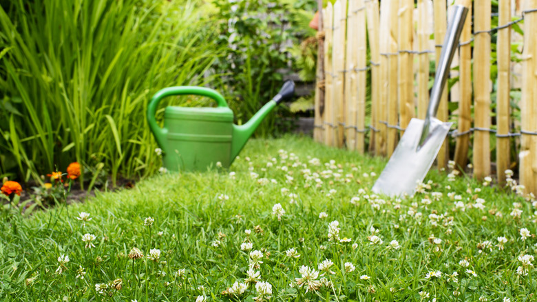 Clover lawn with shovel, watering can, and orange flowers