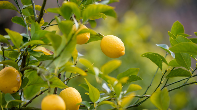 Close up of a lemon tree