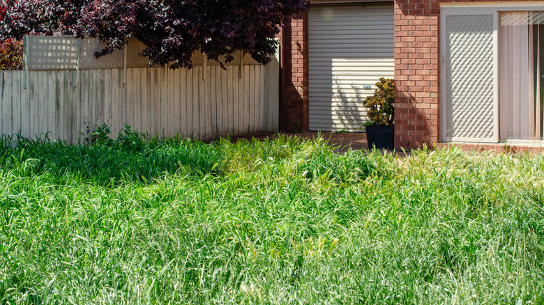 Overgrown green yard.