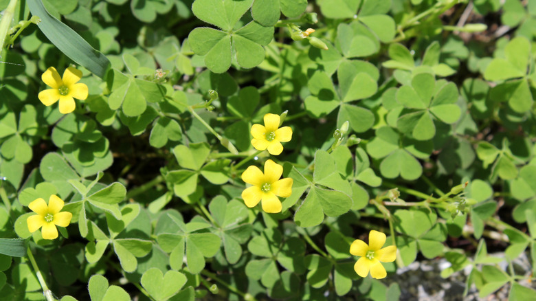 Yellow flowers with five petals and green foliage.