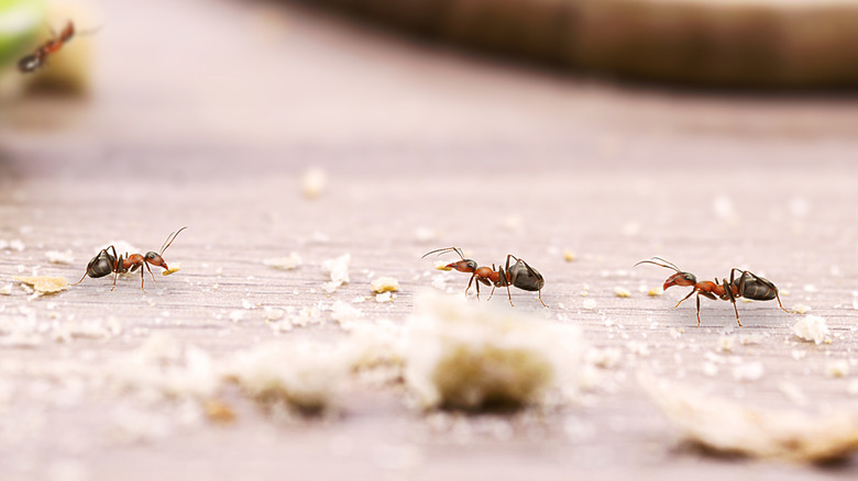 Ants walking around inside a house collecting crumbs
