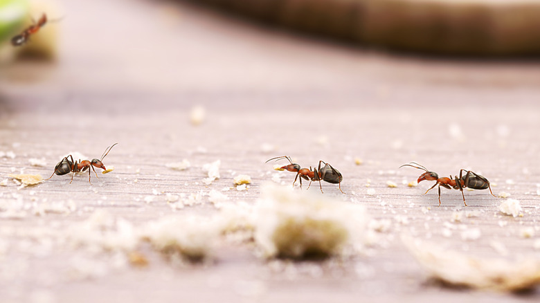 Ants walking around inside a house collecting crumbs