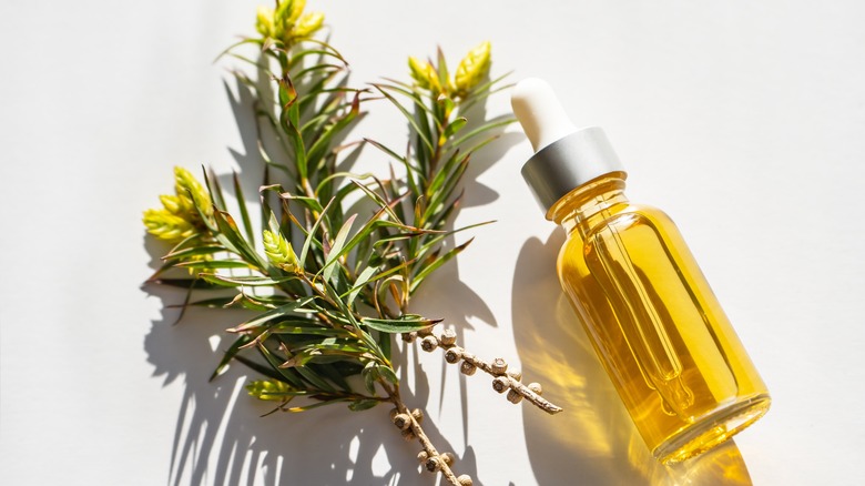 Tea tree oil and branch 