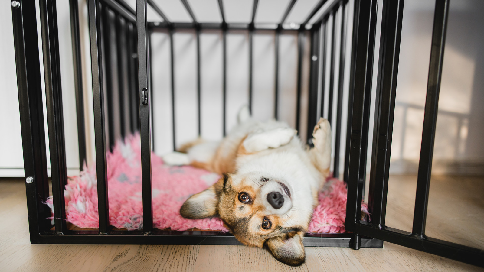 Crate for golden deals retriever puppy