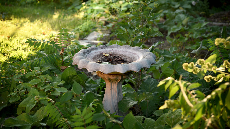 dirty old birdbath needs cleaning